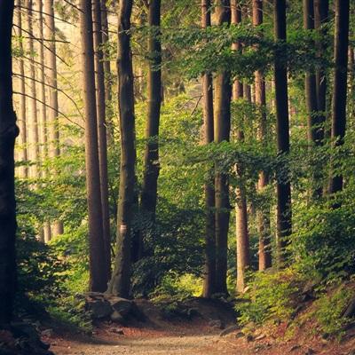 上海麻将下载手机版